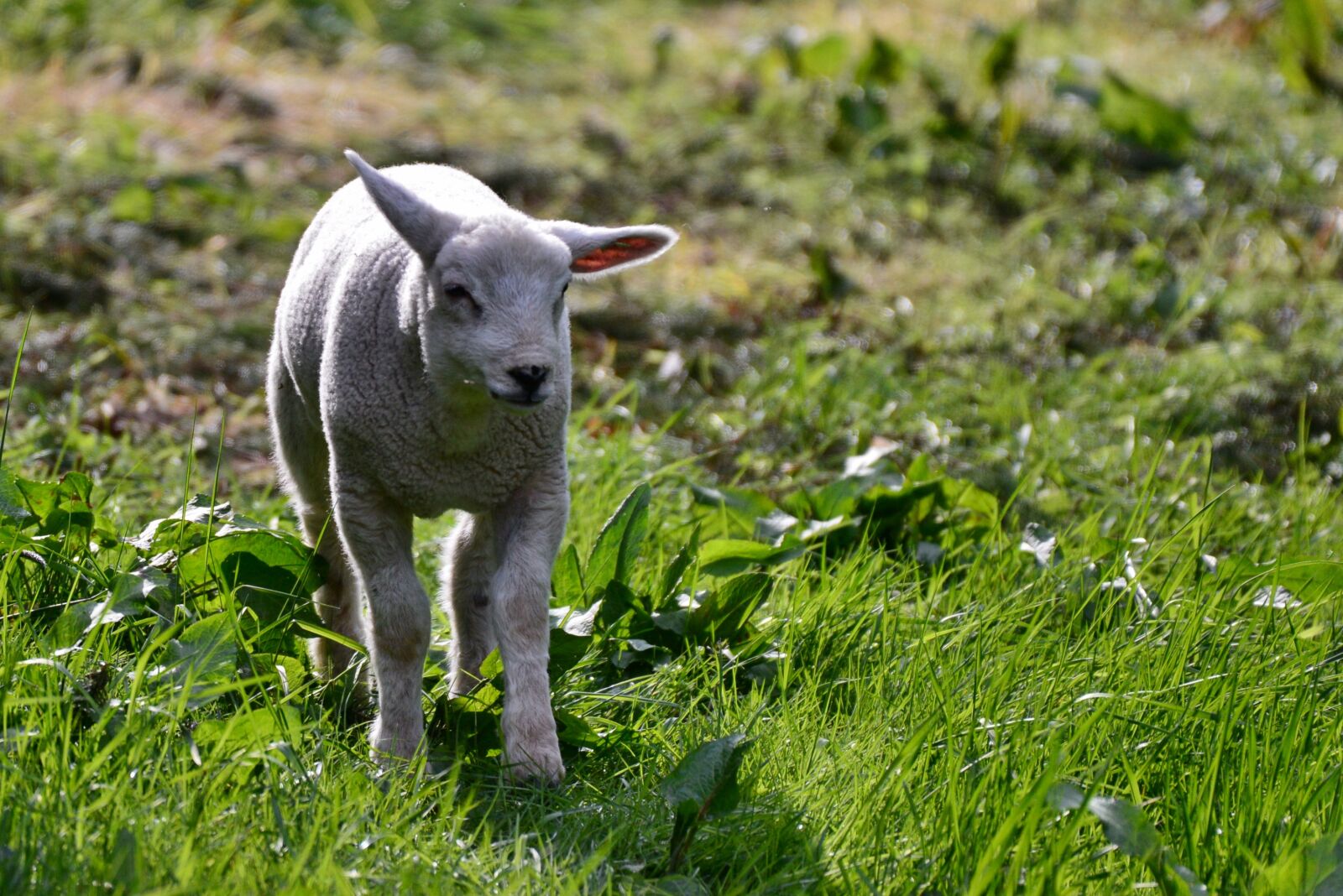 Nikon D600 sample photo. Lamb, mammal, sheep photography