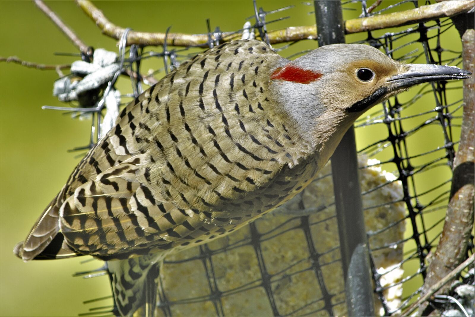 Nikon D7100 sample photo. Flicker, woodpecker, bird photography