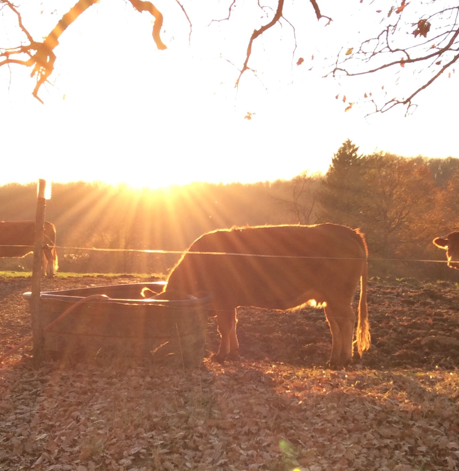 Apple iPad mini 2 sample photo. Cows, sun, sunset photography