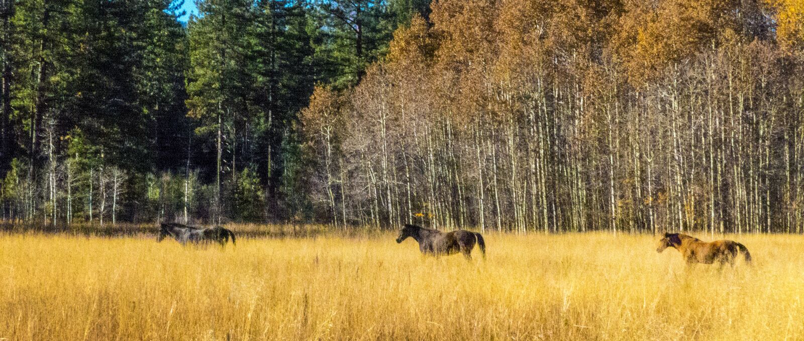 Panasonic Lumix DMC-FZ200 sample photo. Horses, autumn, field photography