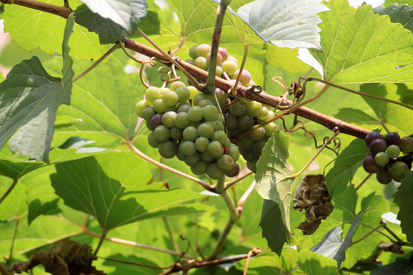Canon EOS 50D sample photo. Grapes, grape vines, vine photography