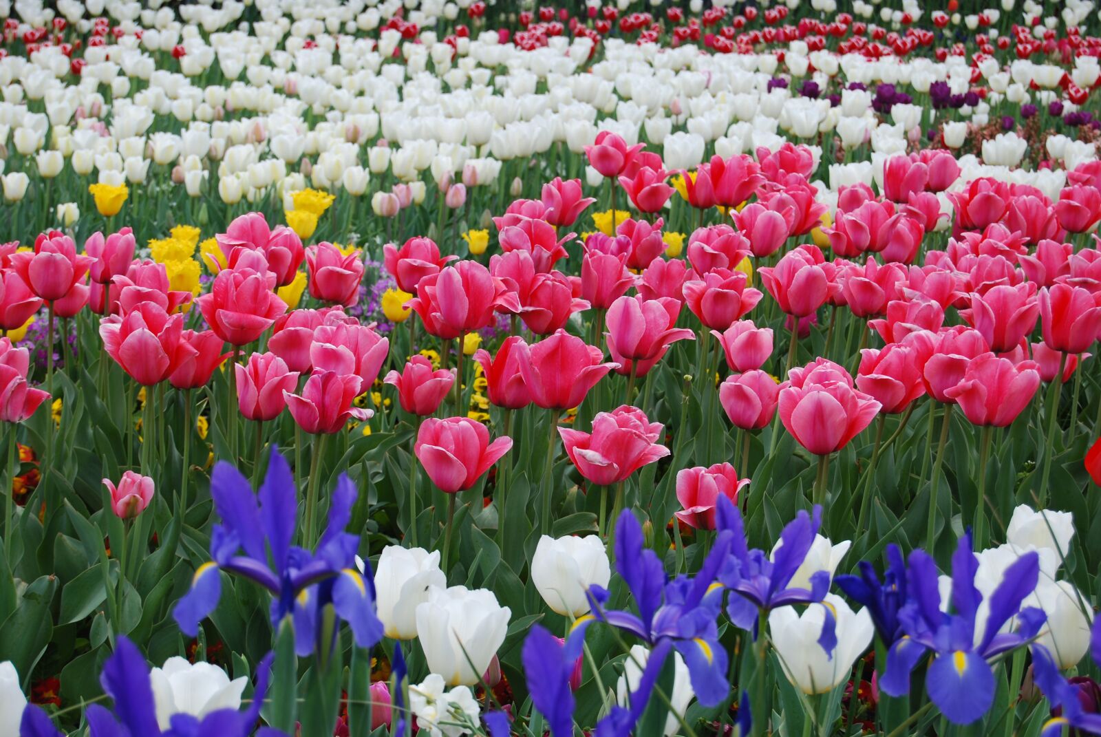 Nikon D40X sample photo. Floriade, canberra, australia photography