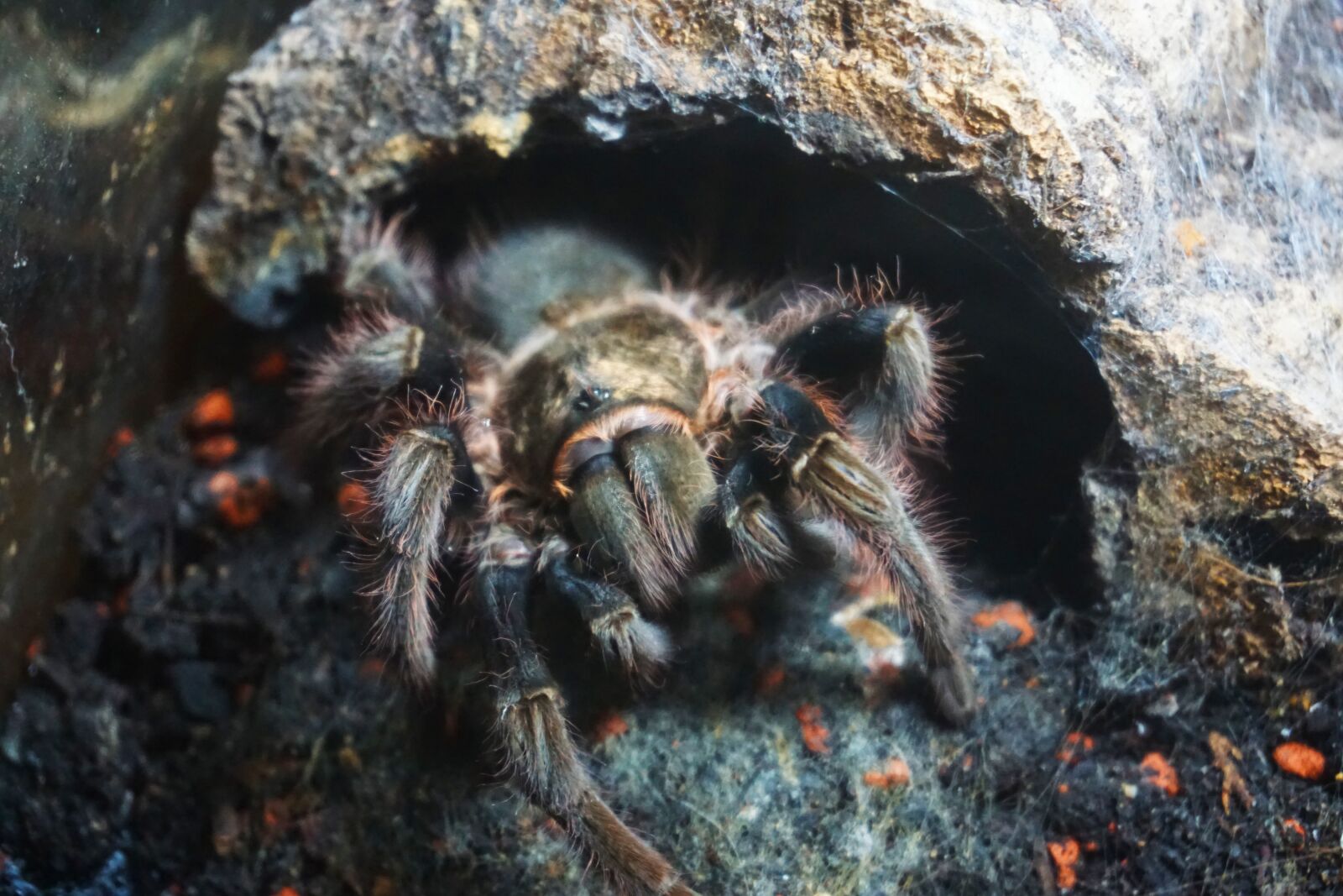 Sony E 16-50mm F3.5-5.6 PZ OSS sample photo. Spider, theraphosidae, arachnid photography