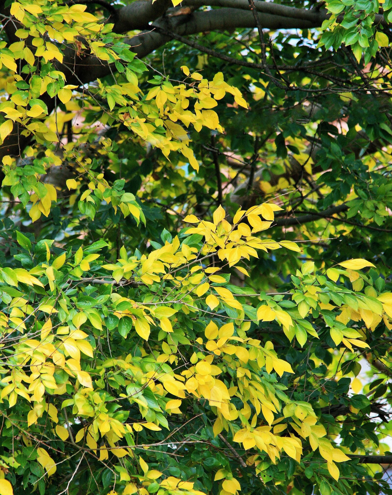 Canon EOS 400D (EOS Digital Rebel XTi / EOS Kiss Digital X) sample photo. Yellowing leaves, leaves, green photography