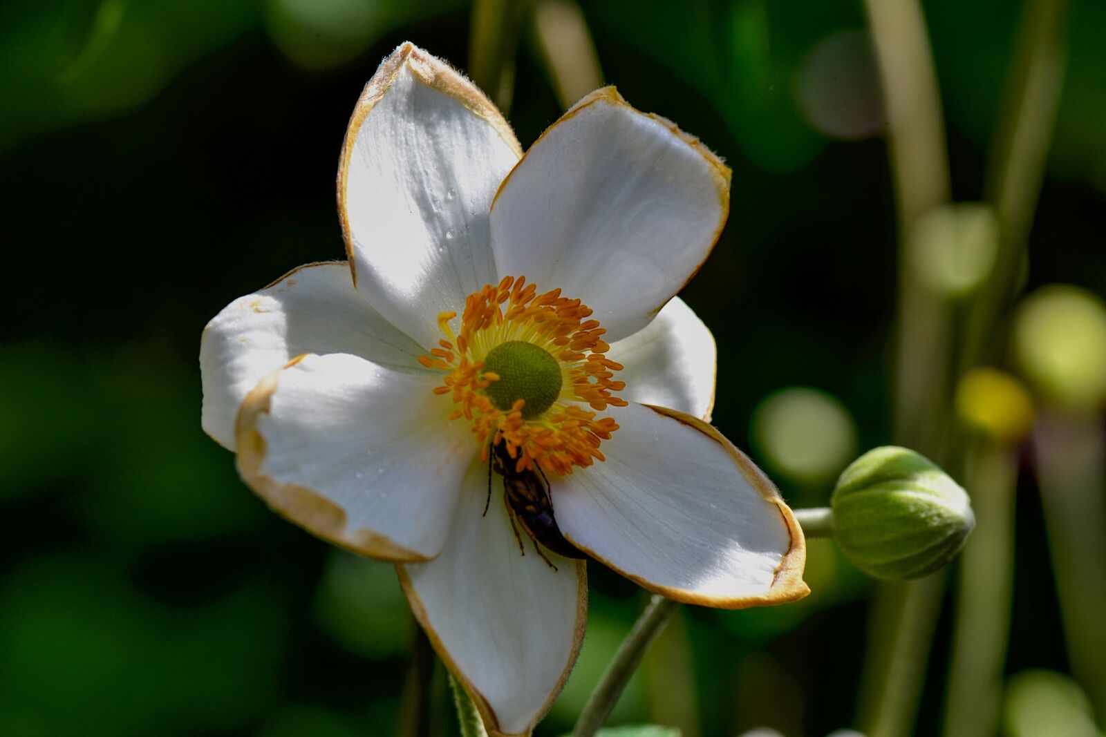 Nikon D3100 sample photo. Fall anemone, white, garden photography
