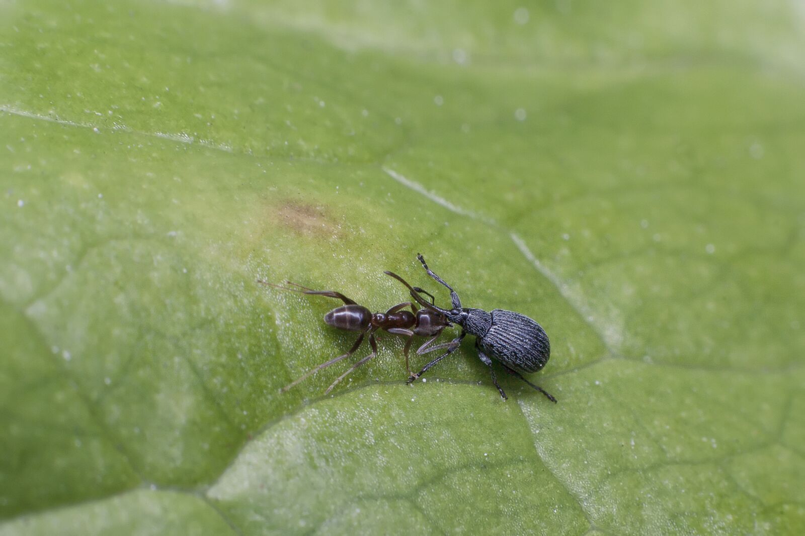 Canon EF 50mm F1.4 USM sample photo. Fight, nature, insect photography