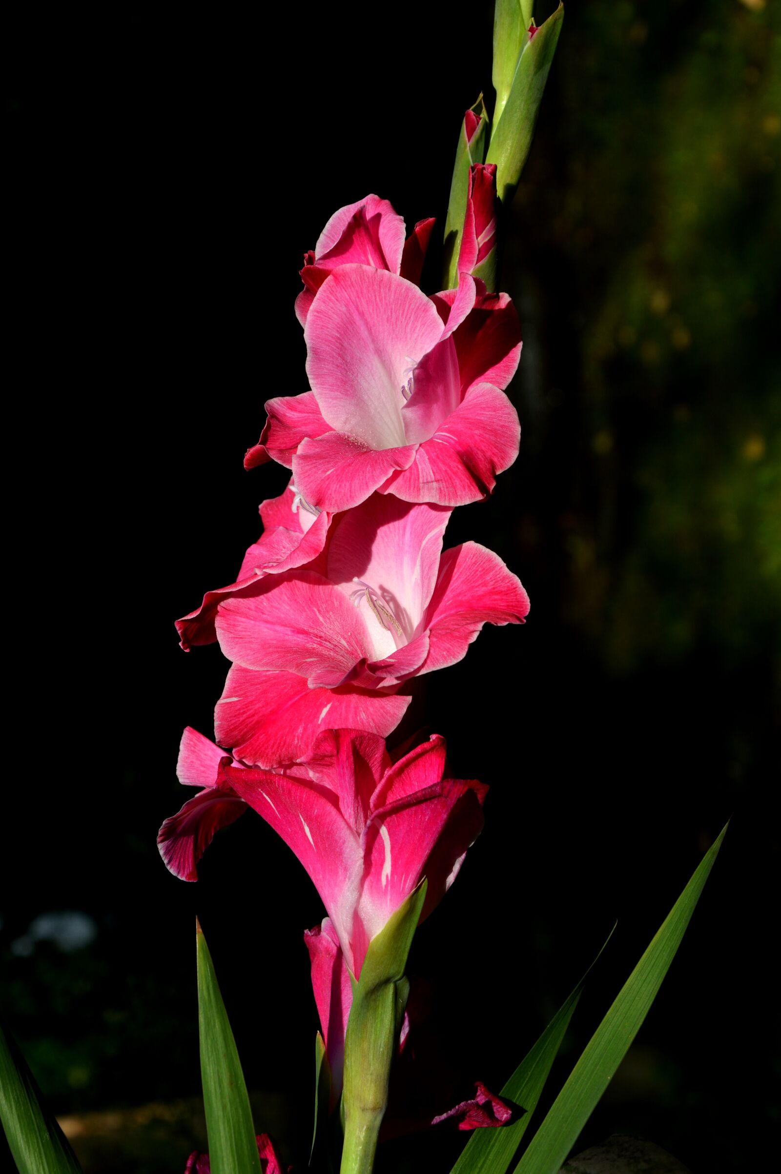 Nikon D3200 sample photo. Gladiolus, gladidus, butterfly greenhouse photography