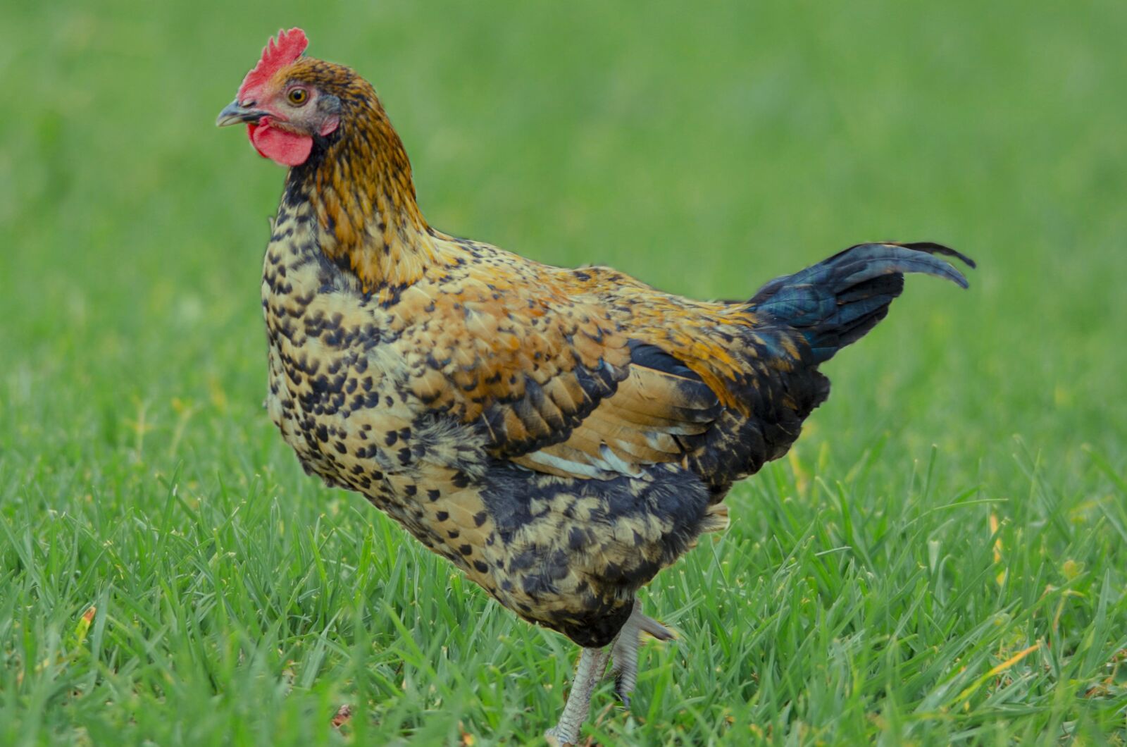 Nikon D7000 sample photo. Hen, poulette, pen photography