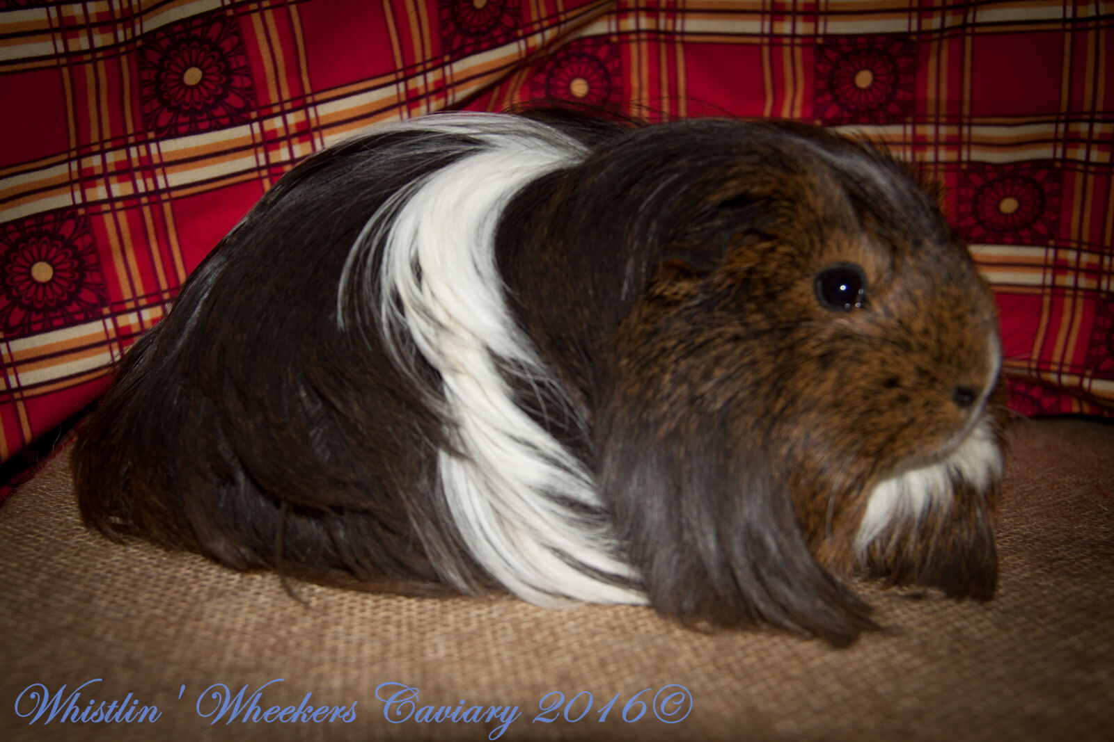 Canon EOS 50D + Canon EF-S 18-135mm F3.5-5.6 IS sample photo. Cavy, guinea, pig, silkie photography