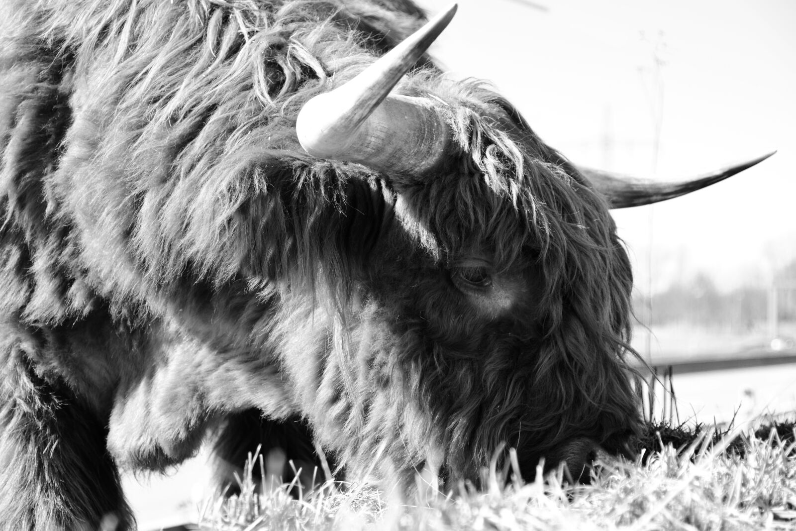 Nikon D3300 sample photo. Beef, highland beef, scottish photography