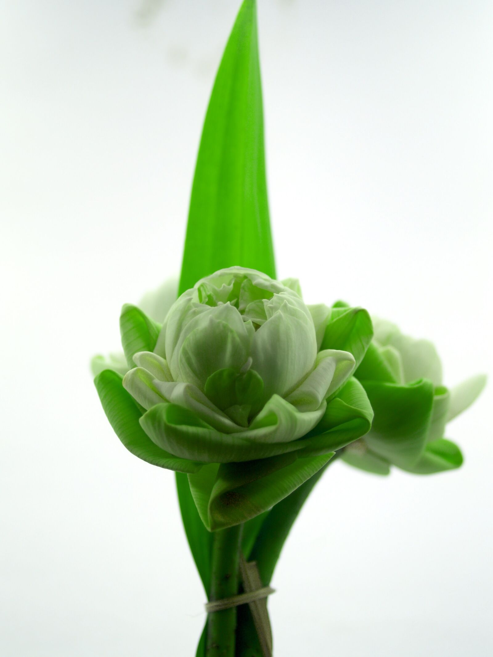 Olympus E-300 (EVOLT E-300) sample photo. White, flower, lotus photography