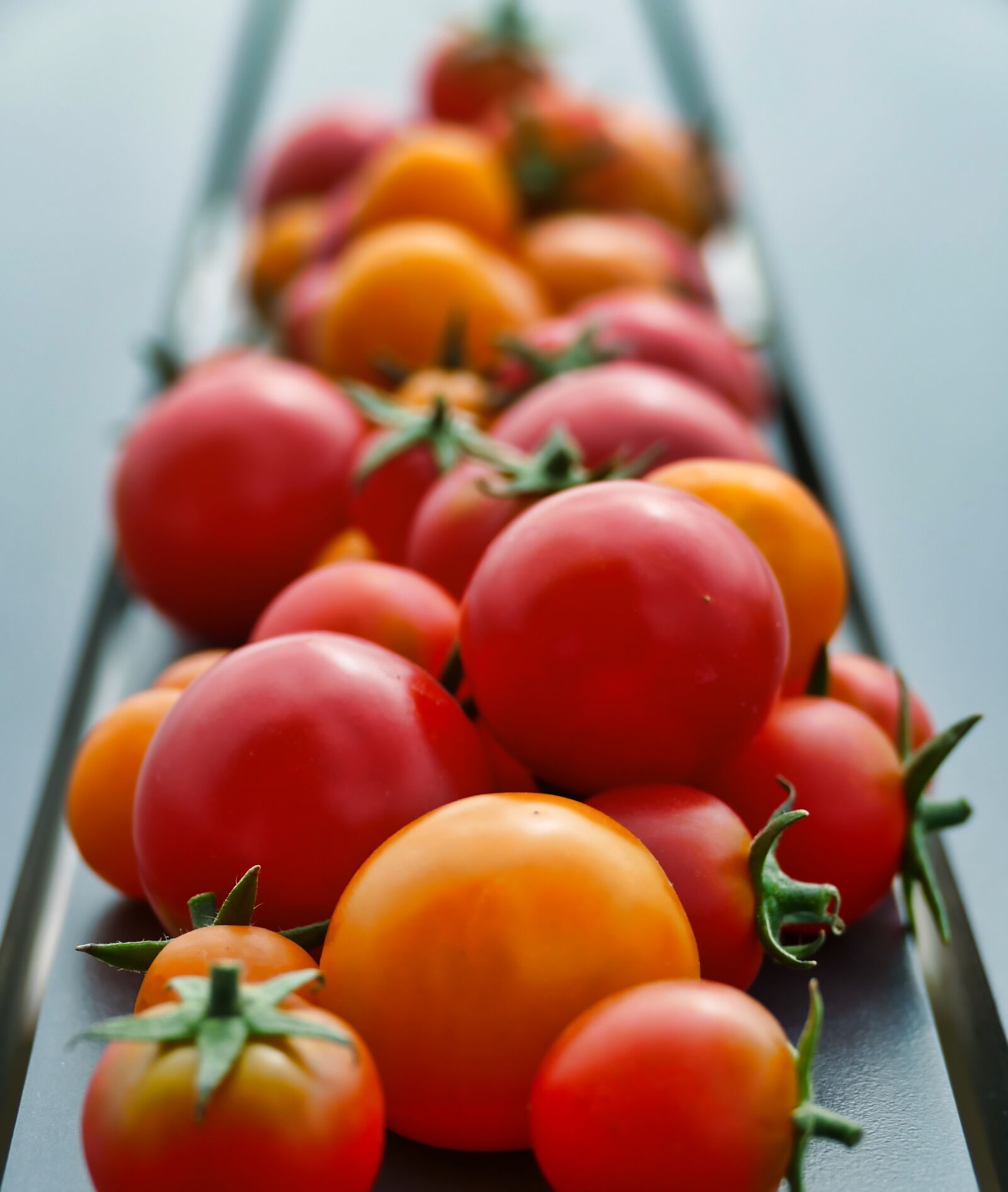 Panasonic Lumix DMC-FZ1000 sample photo. Tomatoes, red, vegetables photography