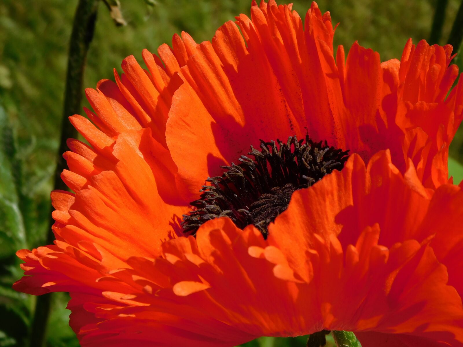 Nikon Coolpix L840 sample photo. Orange, flower, bee photography