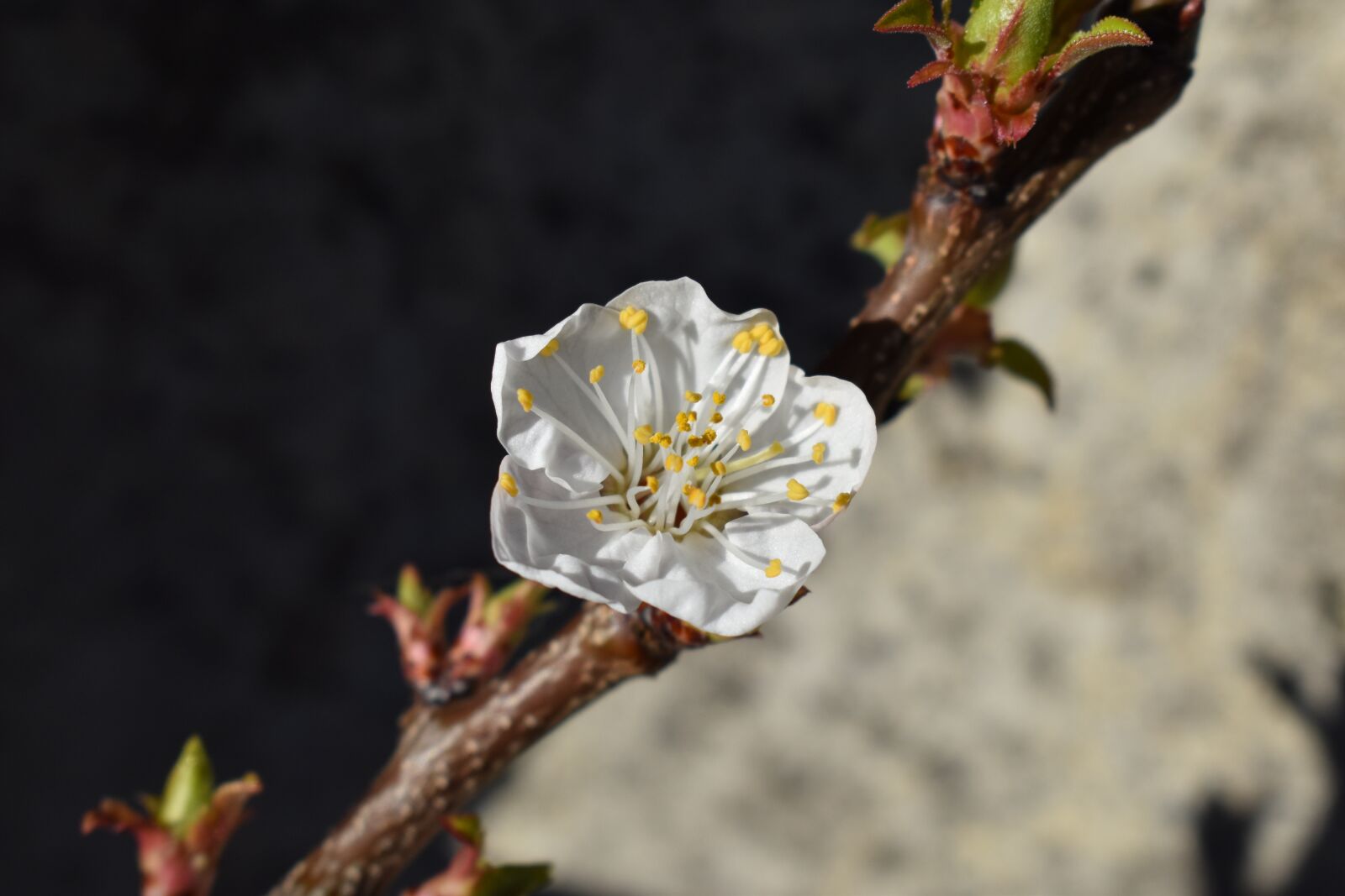 Nikon D5500 sample photo. Blossom, bloom, apricot blossom photography