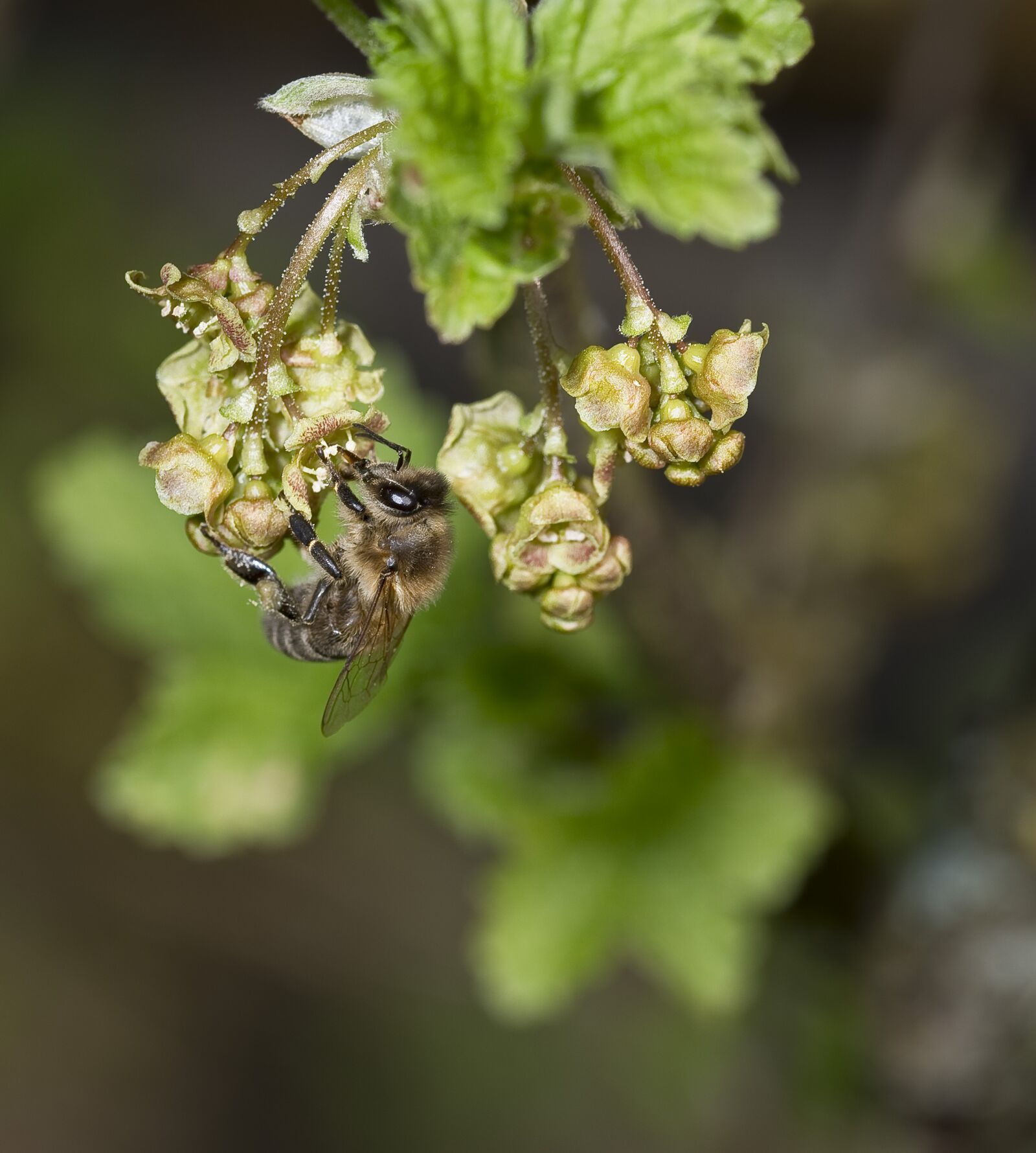 Nikon D500 sample photo. Nature, bees, honey bee photography