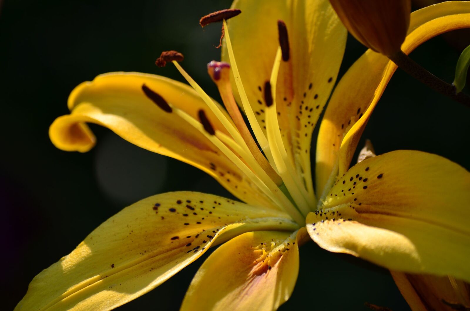 Nikon D5100 sample photo. Flowers, lily, summer photography