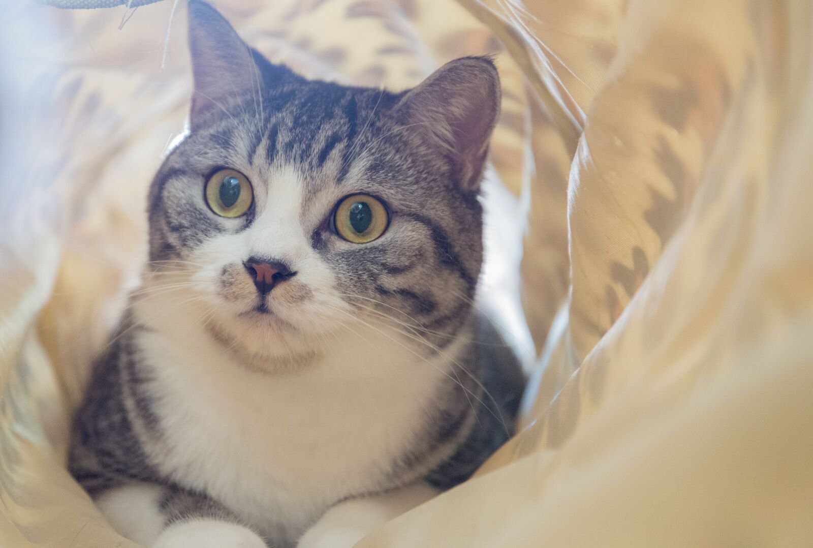 Canon EF 24-70mm F4L IS USM sample photo. Animal, cute, cat photography