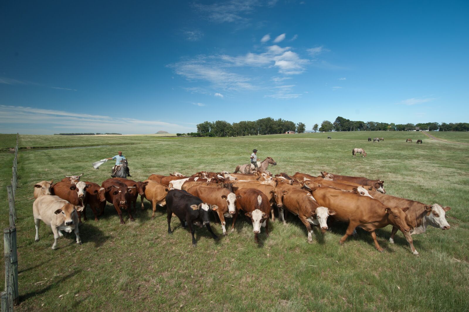 Nikon D700 sample photo. Cattle, boi, field photography