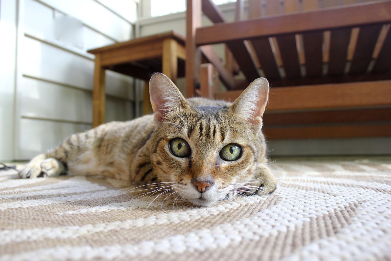 Canon EOS 550D (EOS Rebel T2i / EOS Kiss X4) sample photo. Cat, pets, domestic photography