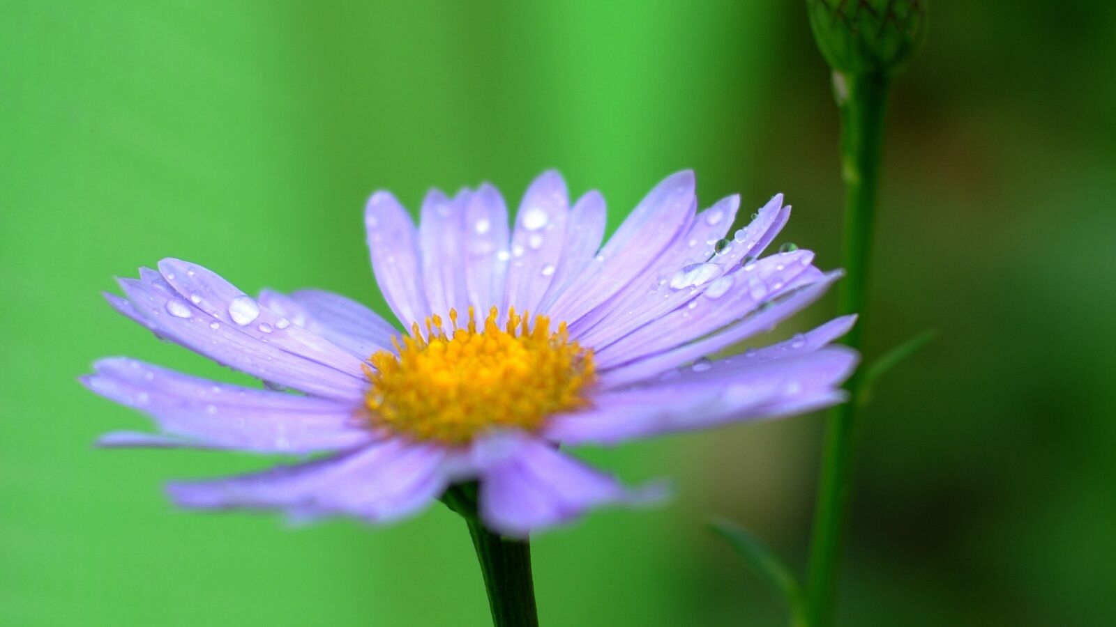 Fujifilm FinePix S3 Pro sample photo. Flowers, wildflower, nature photography