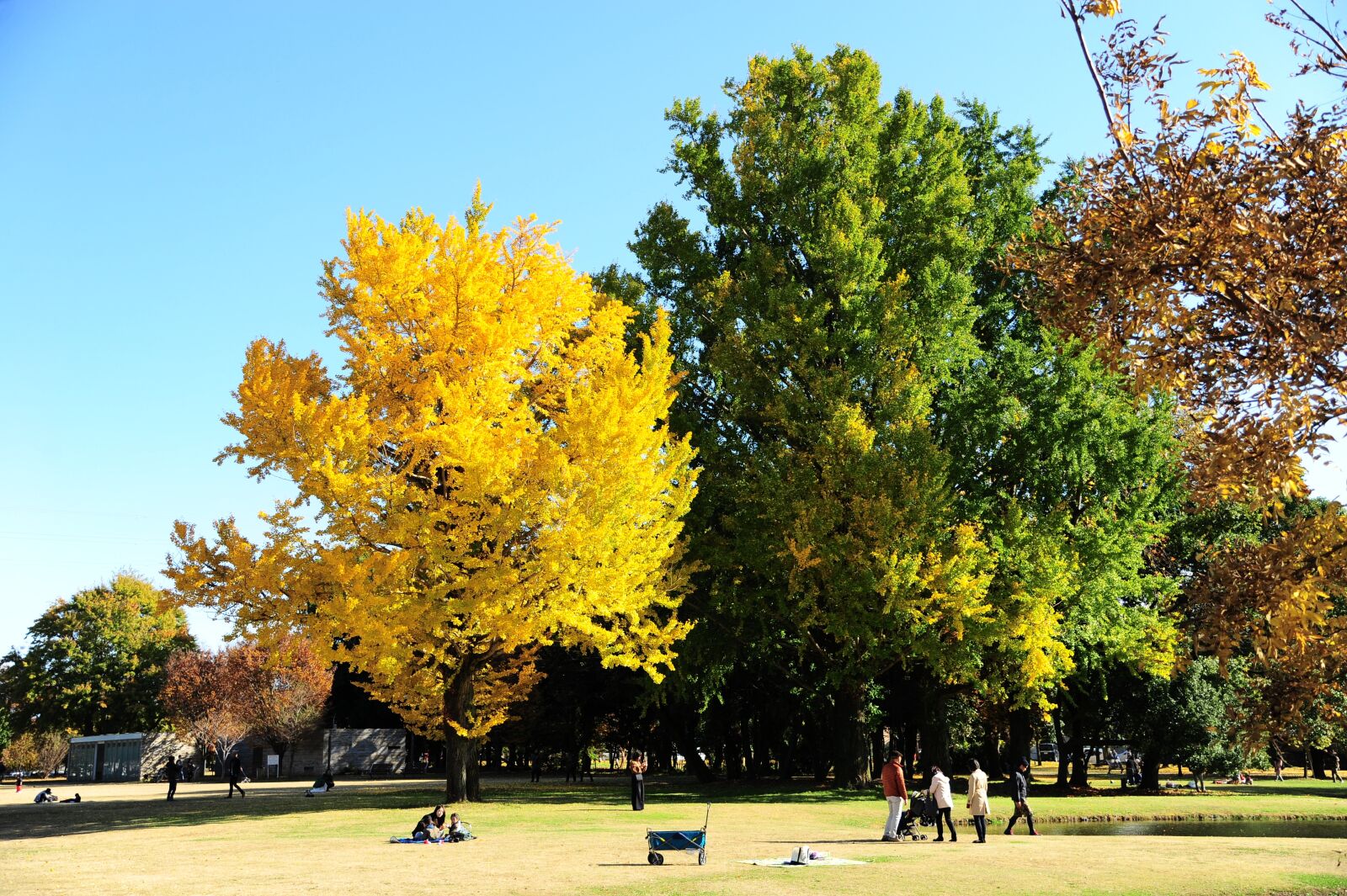 Nikon D700 sample photo. Park, autumnal leaves, gingko photography