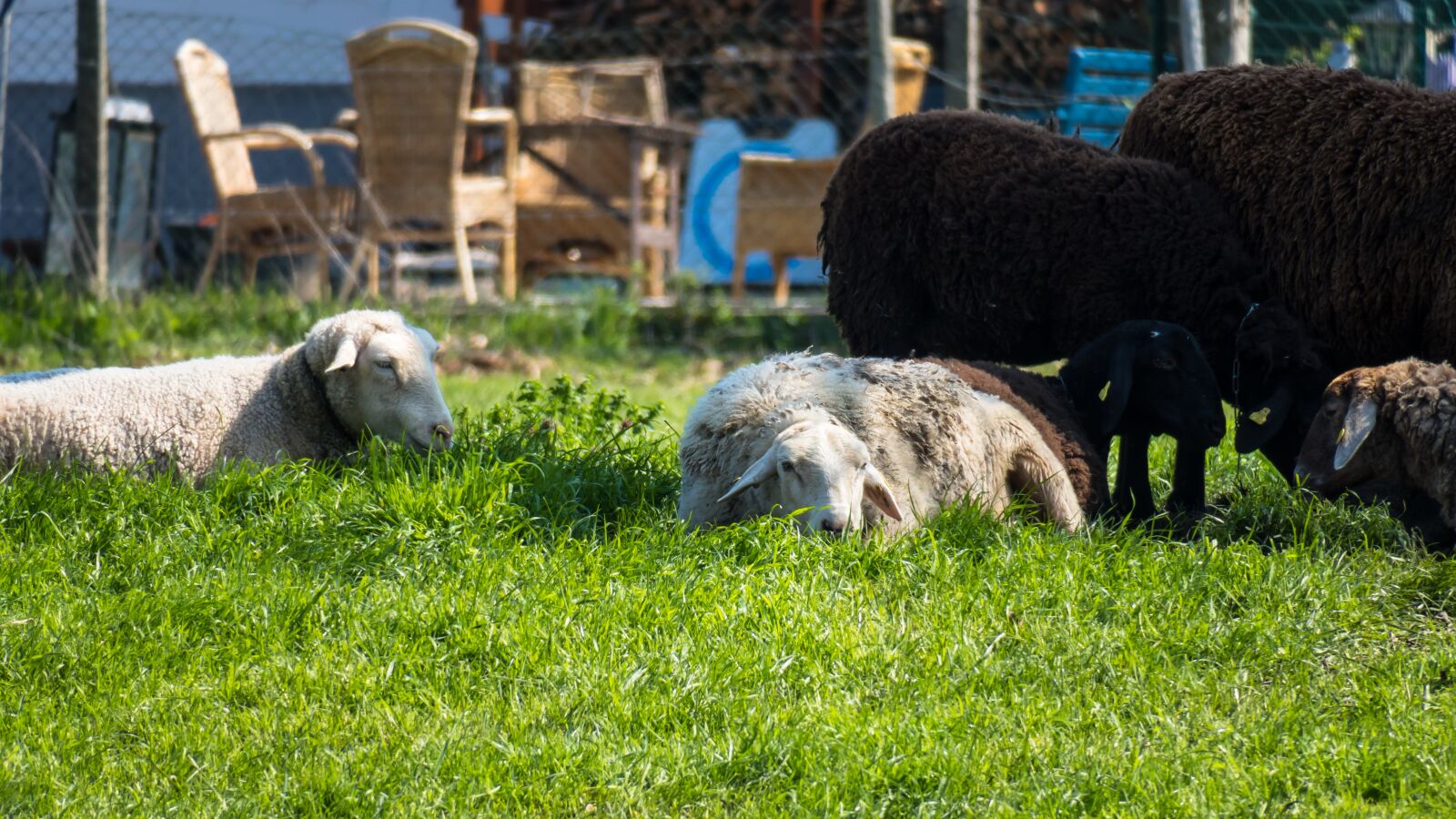 Canon PowerShot G3 X sample photo. Sheep, rest, concerns photography