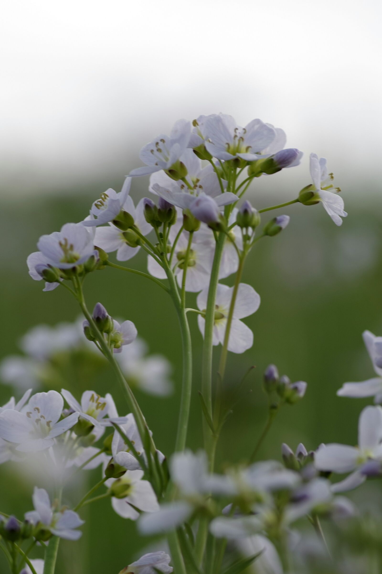 Pentax K-S2 sample photo. Warzucha, flower, spring photography