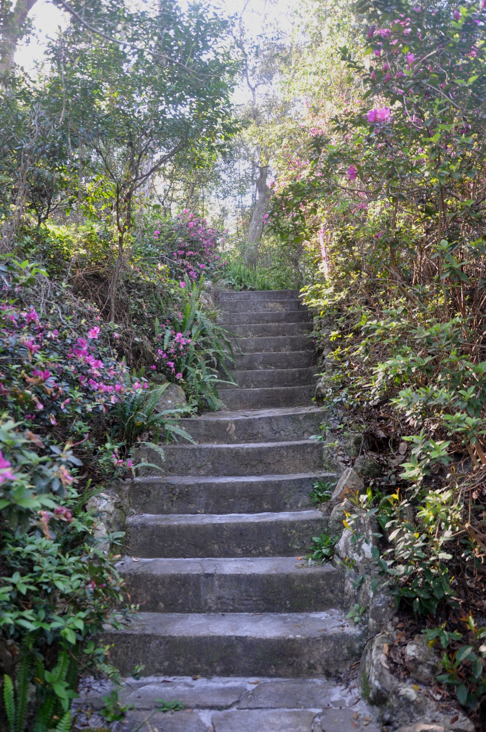 Nikon D90 sample photo. Ravine garden, azaleas, palatka photography
