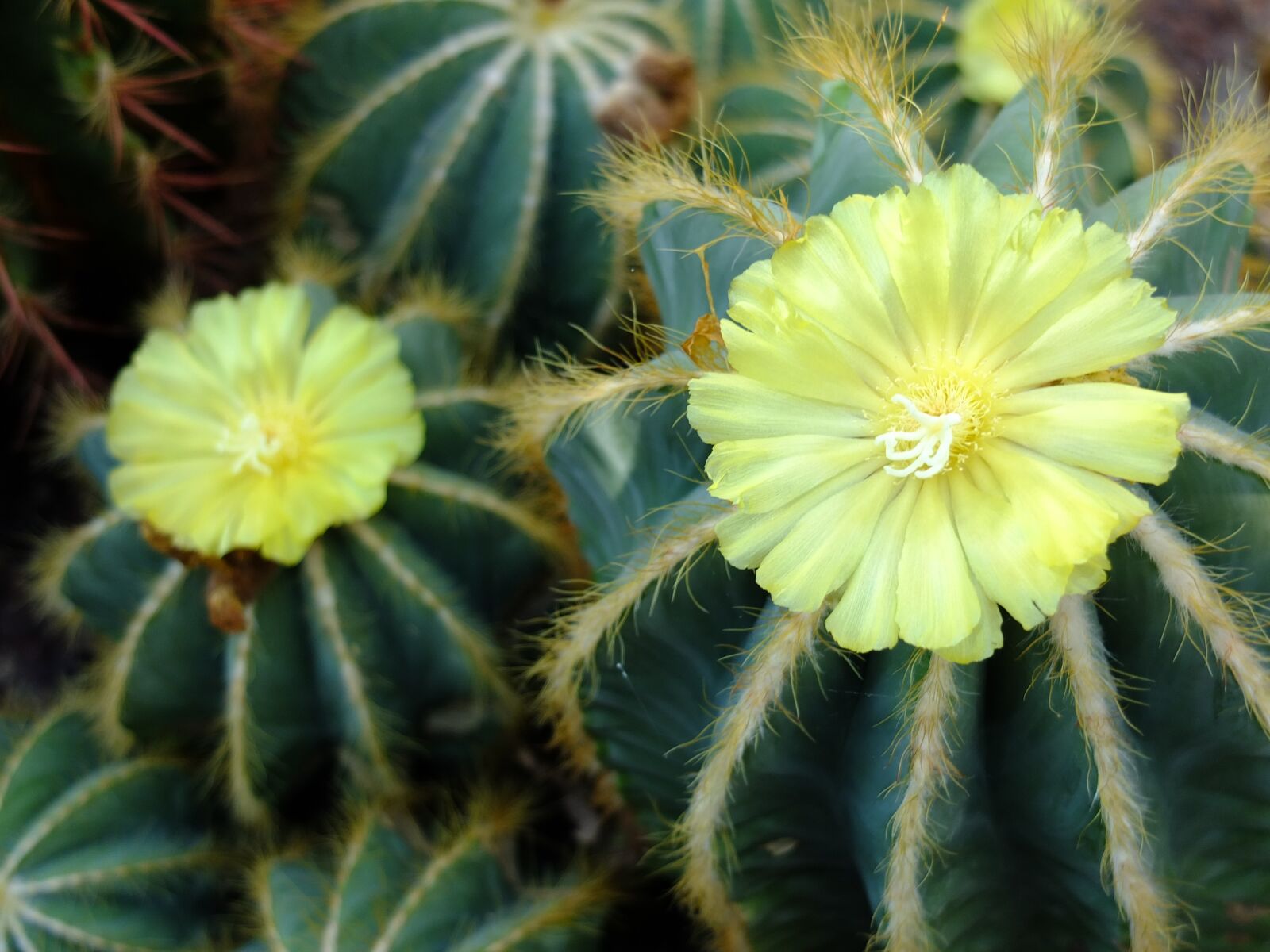 Fujifilm X10 sample photo. Cactus flower, parody magnifies photography