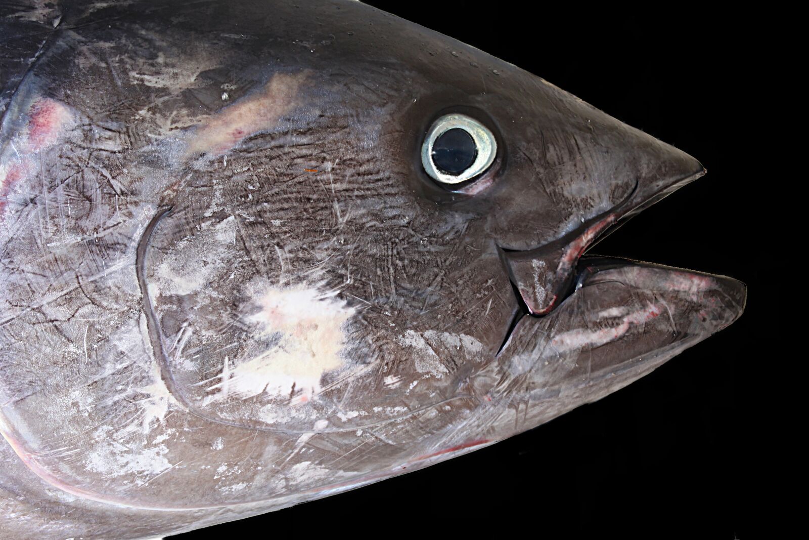 Canon EOS 500D (EOS Rebel T1i / EOS Kiss X3) sample photo. Tuna, red tuna, fish photography