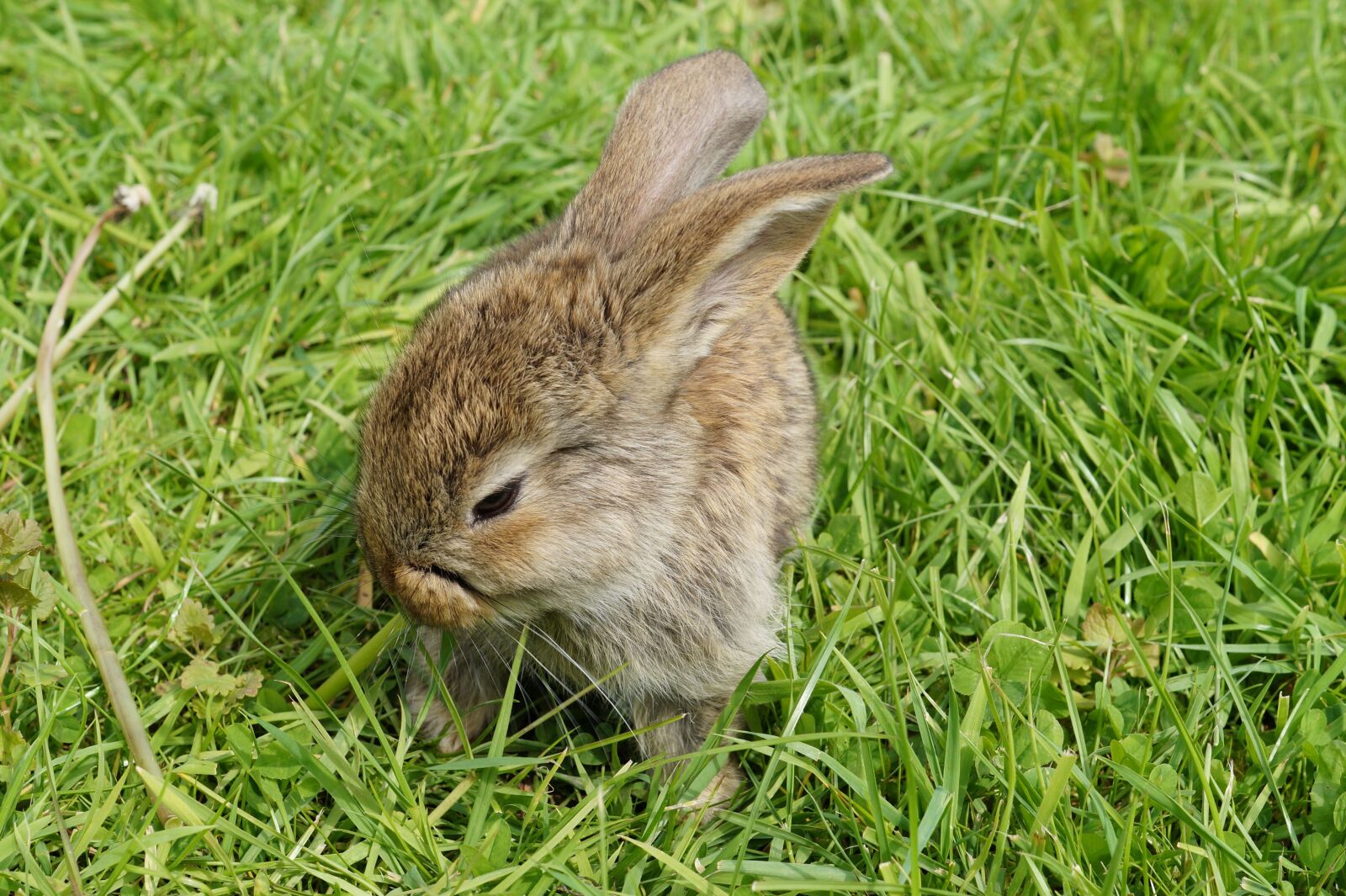 Sony SLT-A58 + Sony DT 35mm F1.8 SAM sample photo. Hare, rabbit, cute photography
