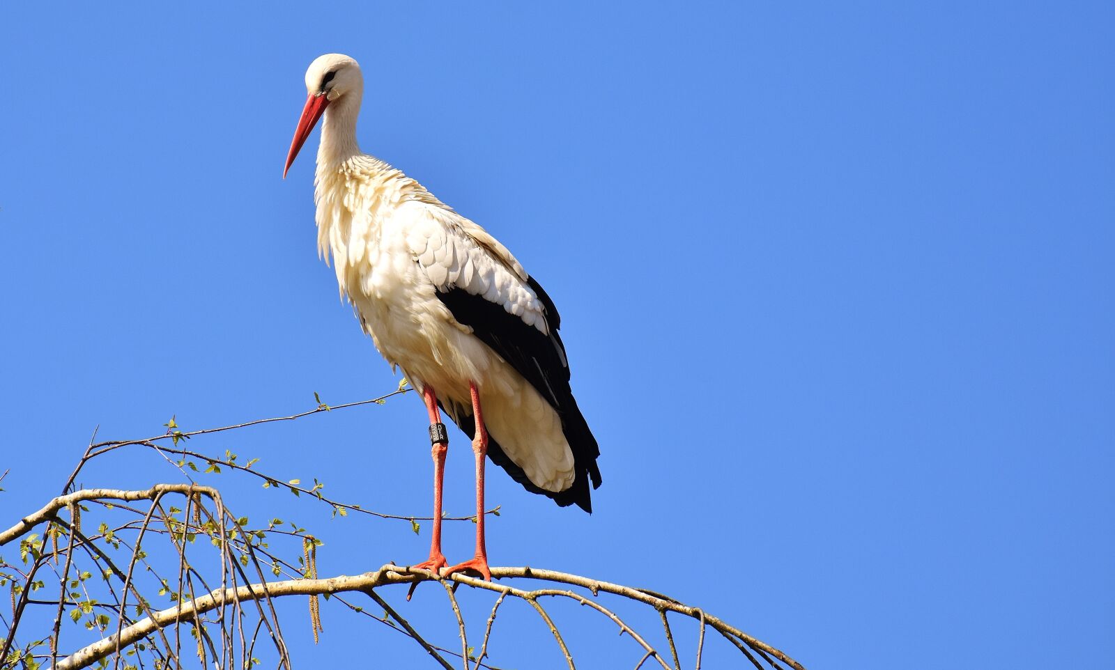 Nikon D7200 sample photo. Stork, bird, flying photography