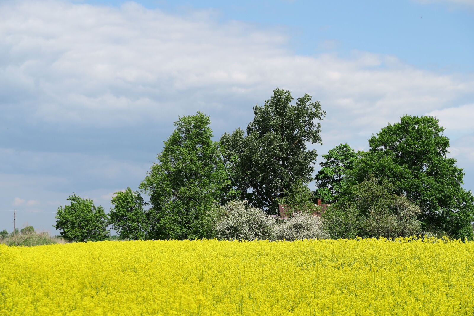 Canon PowerShot G7 X sample photo. Rapeseed, oilseed rape, yellow photography