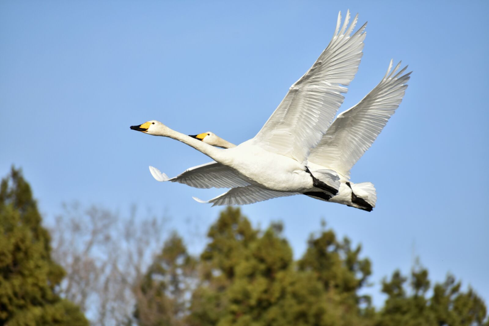 Nikon D7200 sample photo. Animal, sky, forest photography
