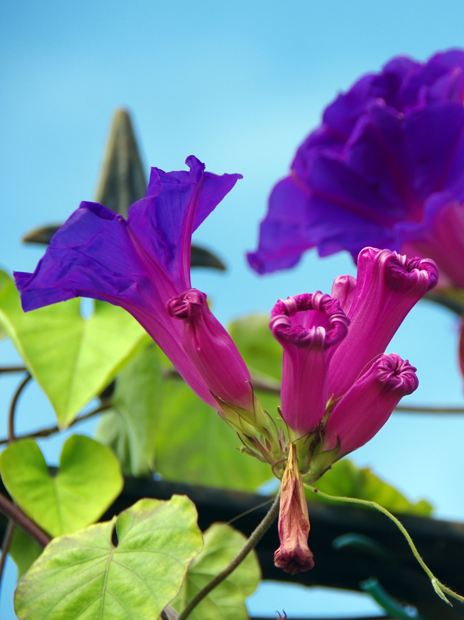 Pentax K-5 sample photo. Volubilis, blue, morning glory photography