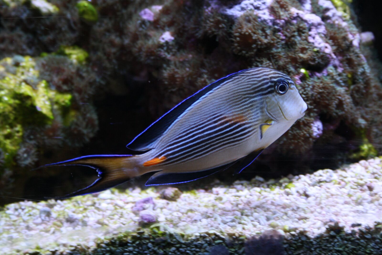 Canon EOS 1000D (EOS Digital Rebel XS / EOS Kiss F) sample photo. Sea fish, colorful fishes photography