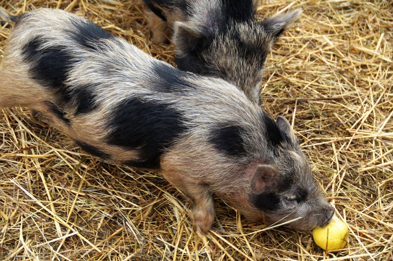 Sony SLT-A58 sample photo. Pig, spotted, economic photography