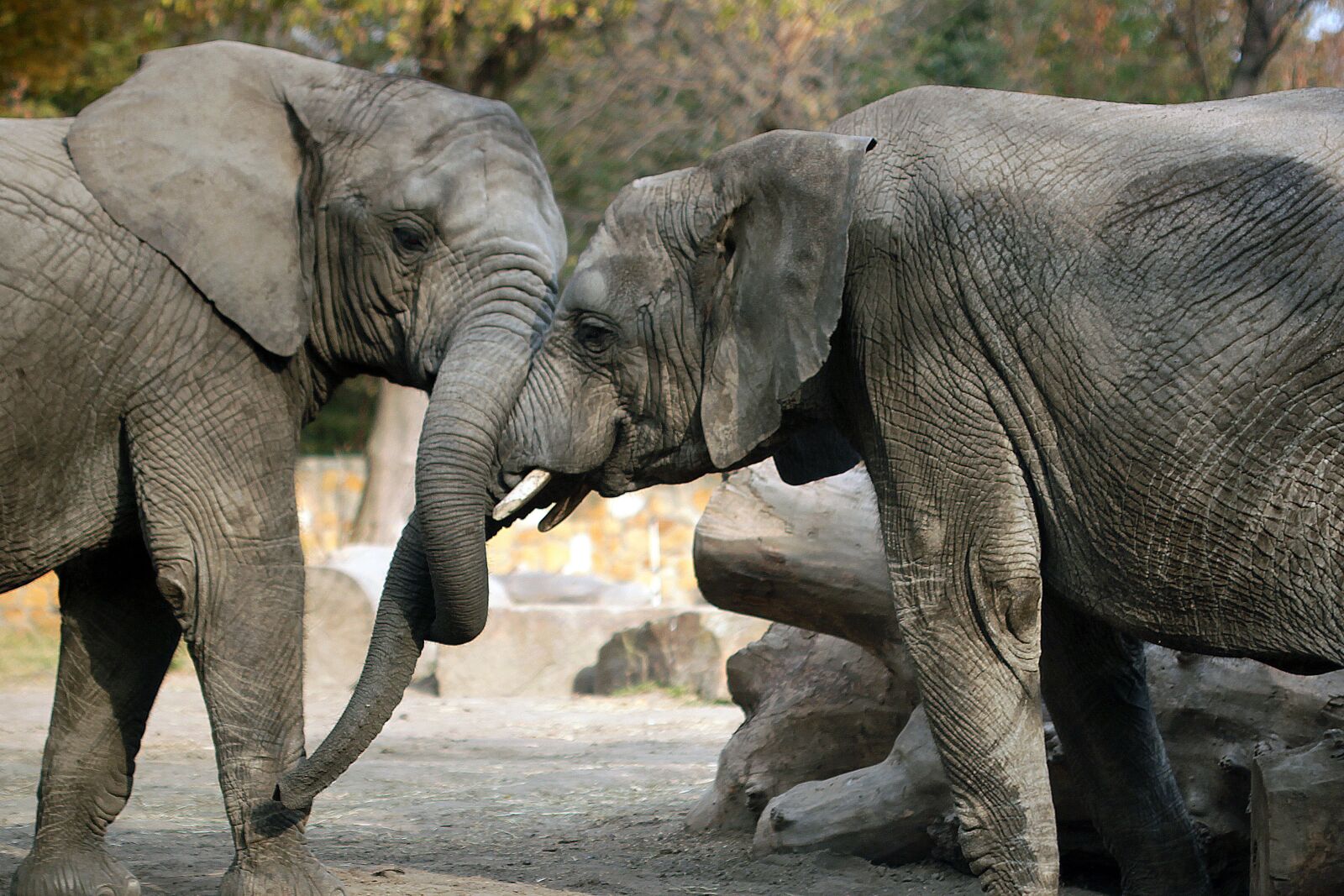 Canon EOS 500D (EOS Rebel T1i / EOS Kiss X3) sample photo. Elephants, pair, large photography