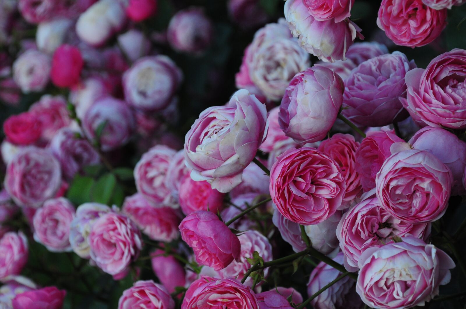 Nikon D5000 sample photo. Roses, flowers, pink photography
