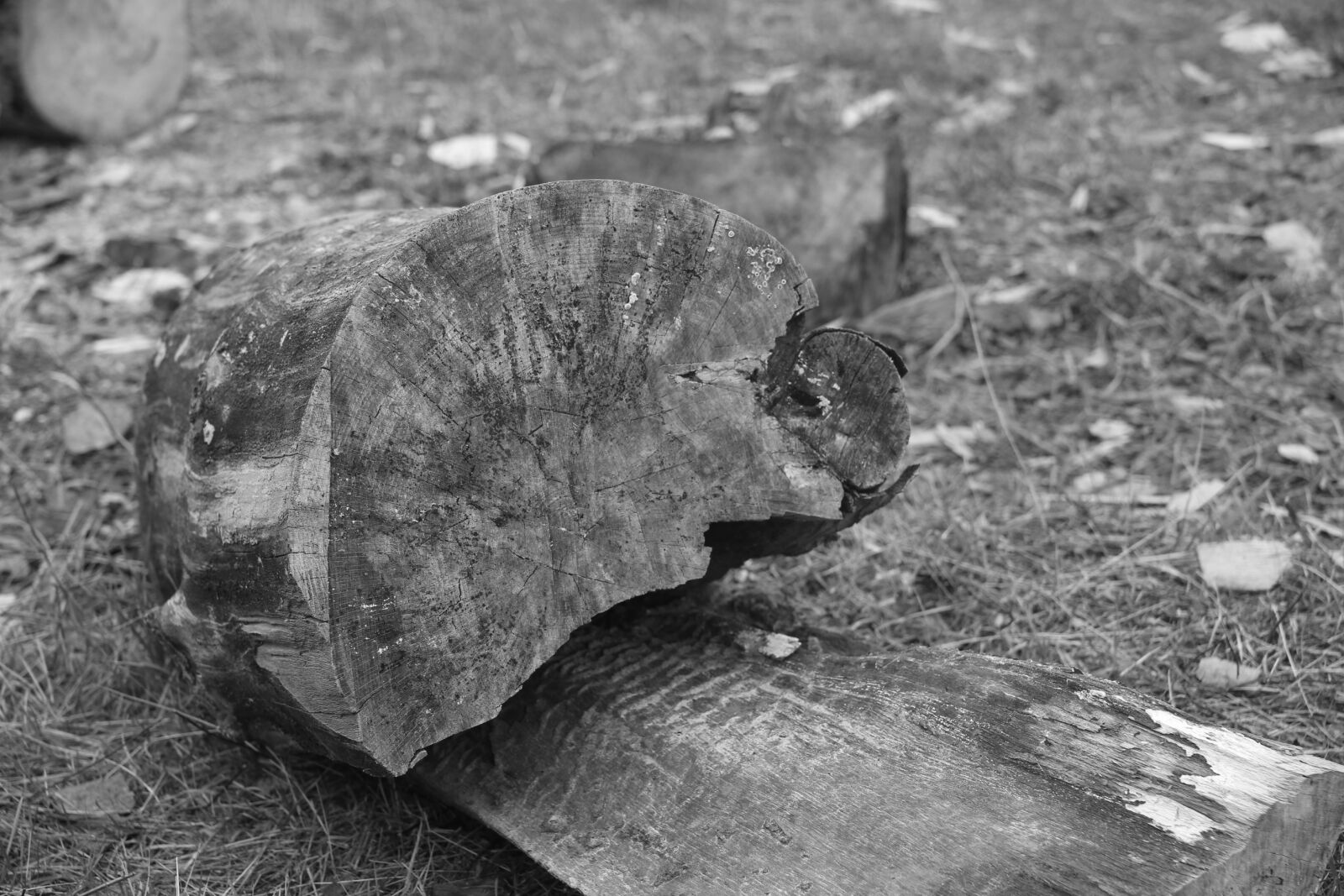 Canon EOS-1D X sample photo. Strains of black-and-white, wood photography