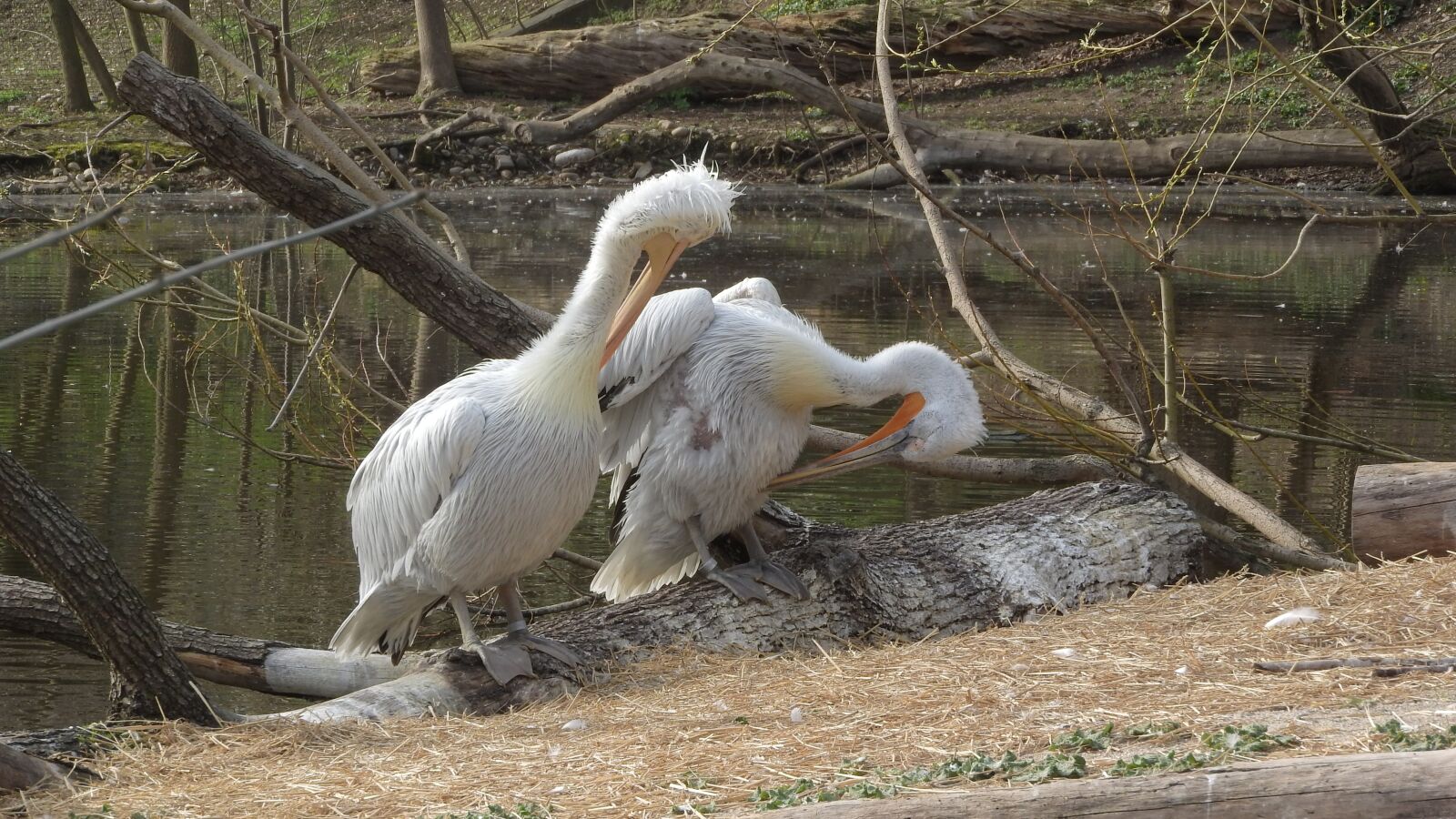Nikon Coolpix P610 sample photo. Pelican, pelecanus onocrotalus, couple photography