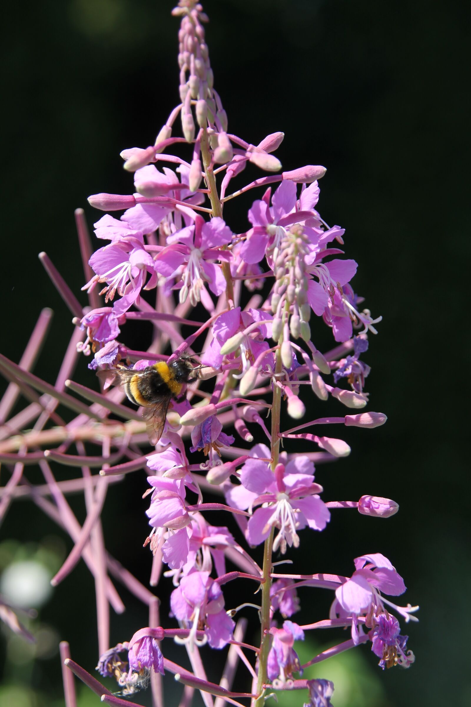 Canon EOS 1100D (EOS Rebel T3 / EOS Kiss X50) sample photo. Switzerland, lucerne, flower photography