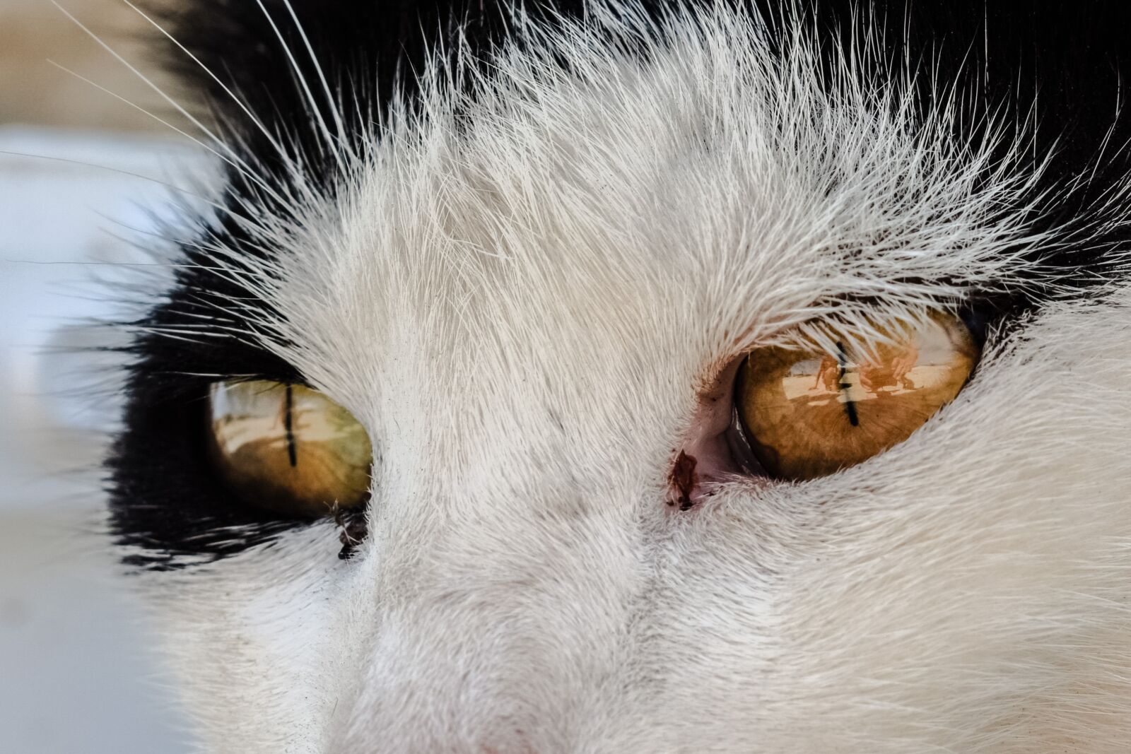 Nikon D3300 sample photo. Eyes, cat, stray photography