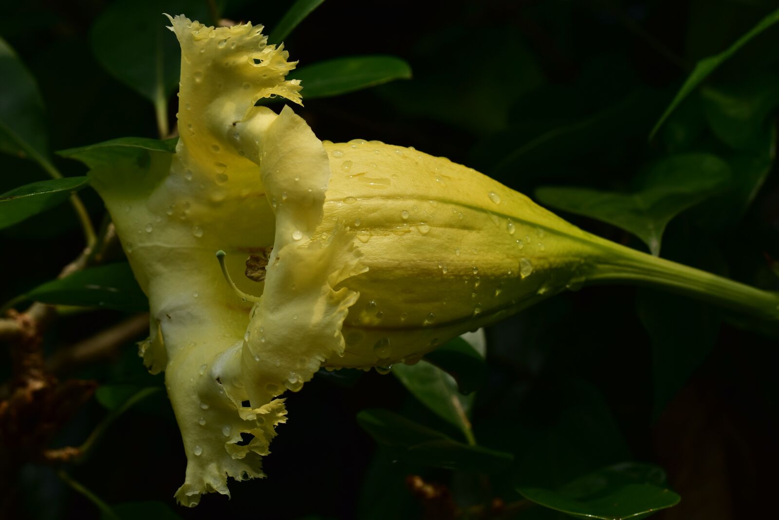 Nikon D3400 sample photo. Trumpet flower, yellow petal photography