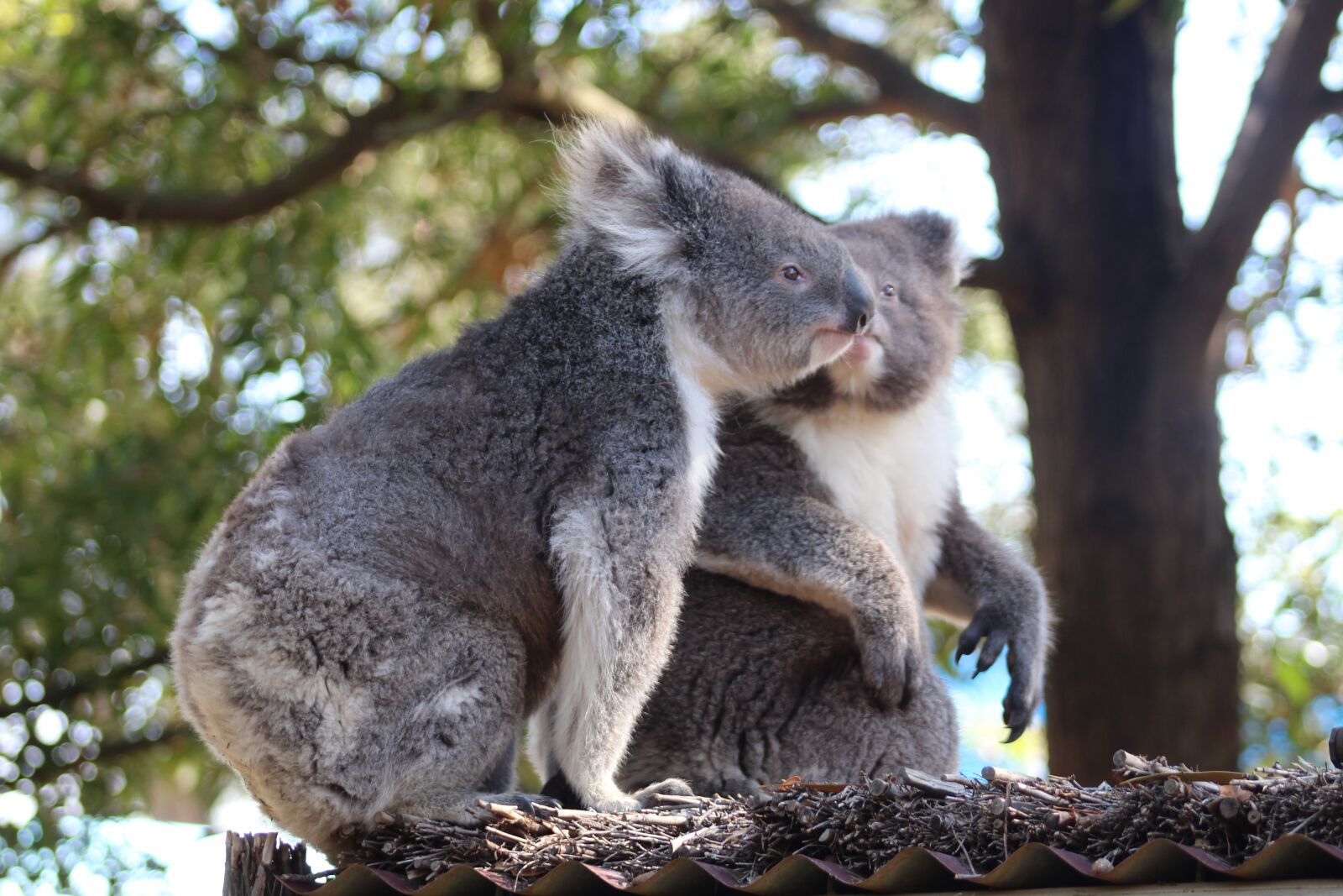 Canon EF75-300mm f/4-5.6 sample photo. Mammal, wildlife, nature photography