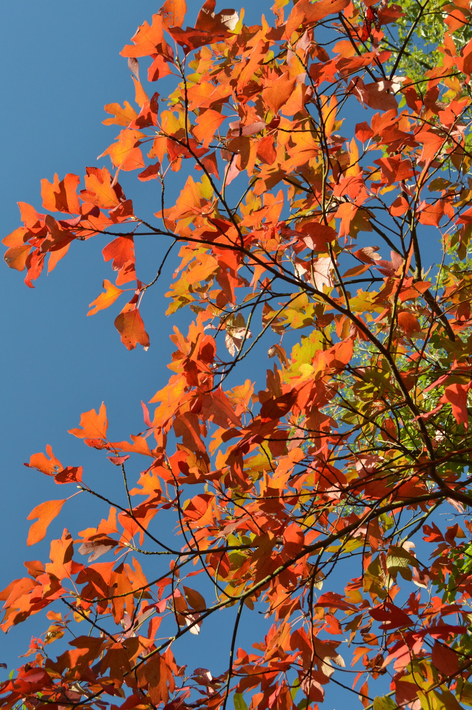 Nikon D3200 sample photo. Fall, tree, foliage photography