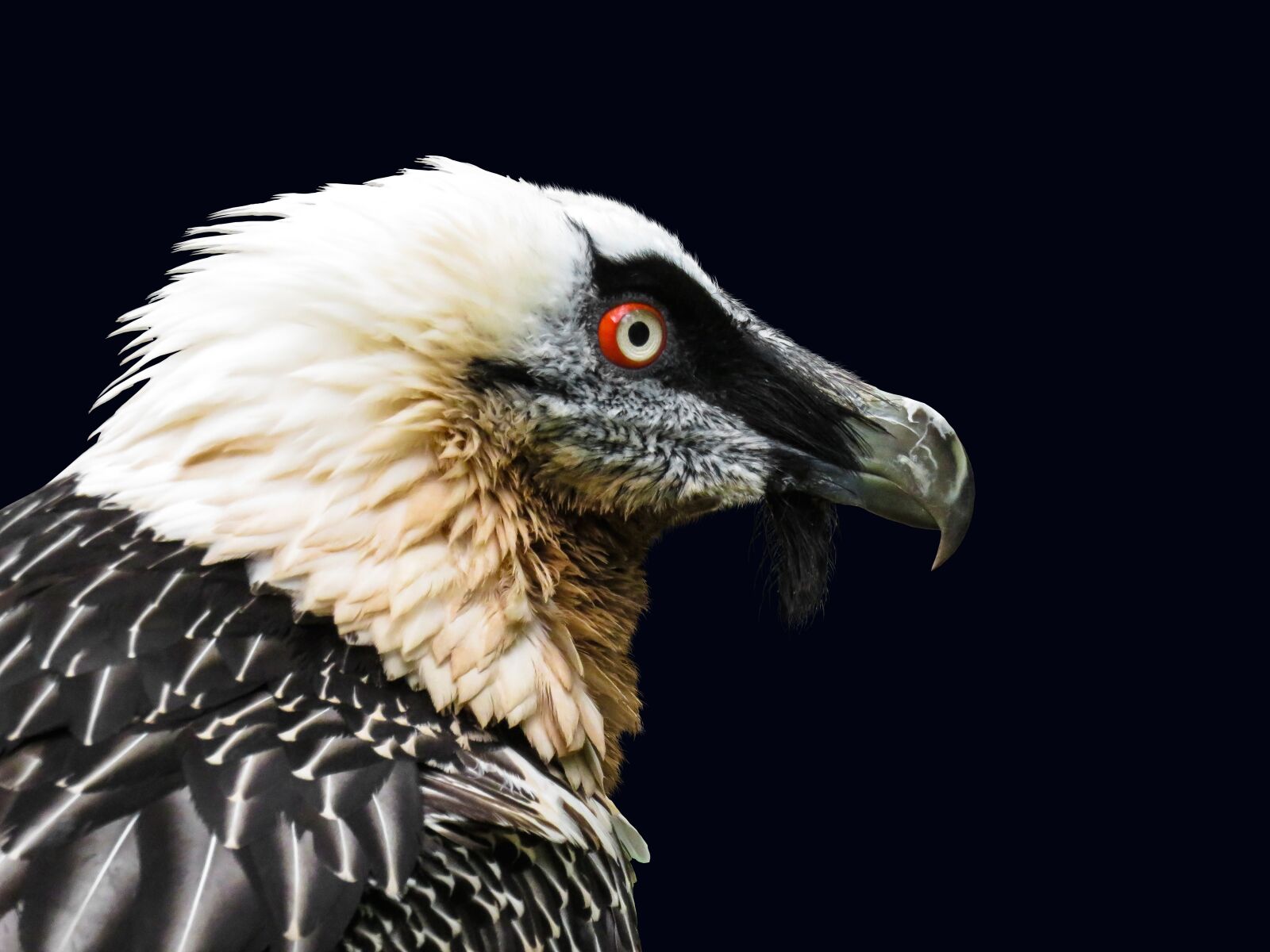 Canon PowerShot SX710 HS sample photo. Animals, bird, vulture photography