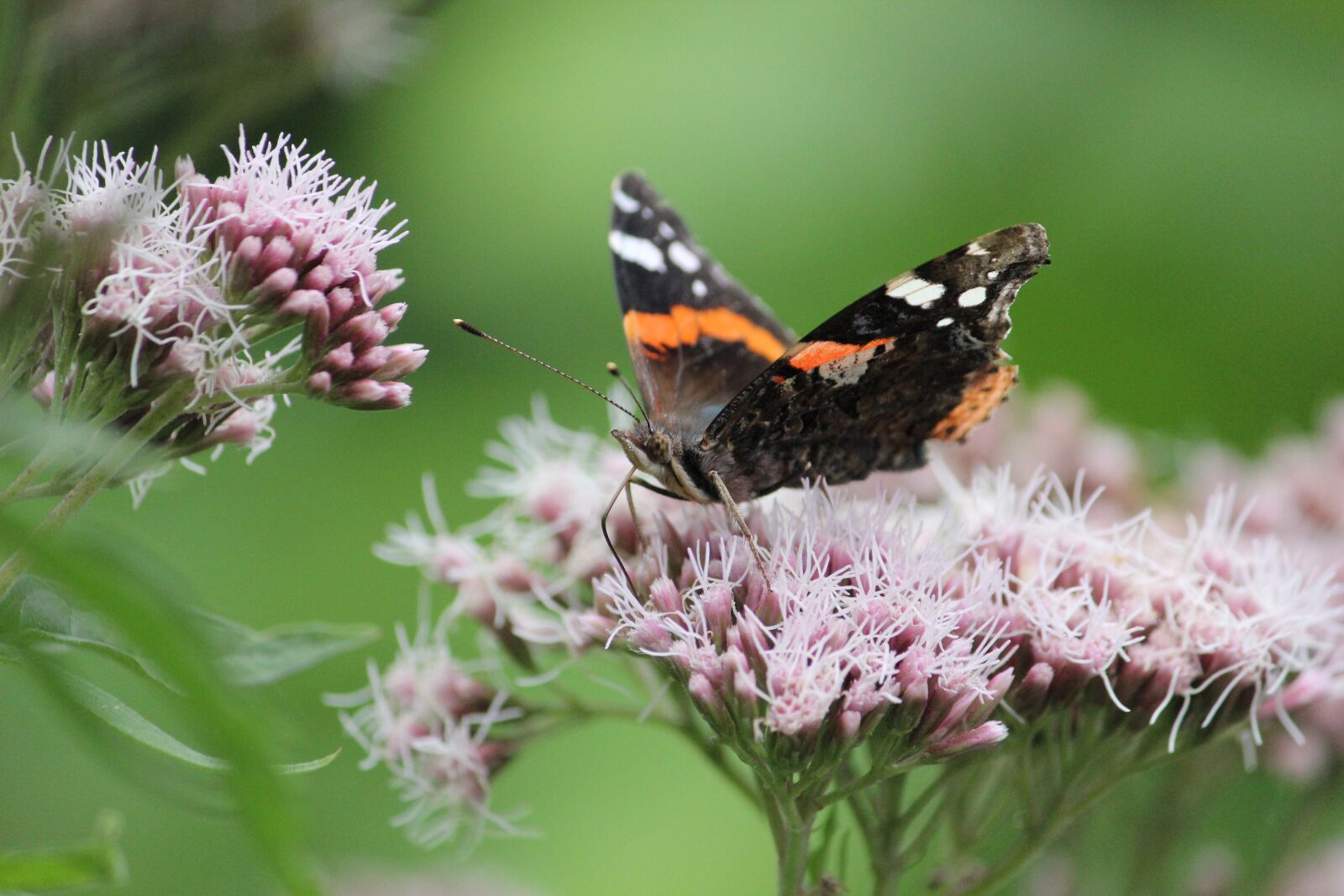Canon EOS 550D (EOS Rebel T2i / EOS Kiss X4) sample photo. Butterfly, summer, flowers photography