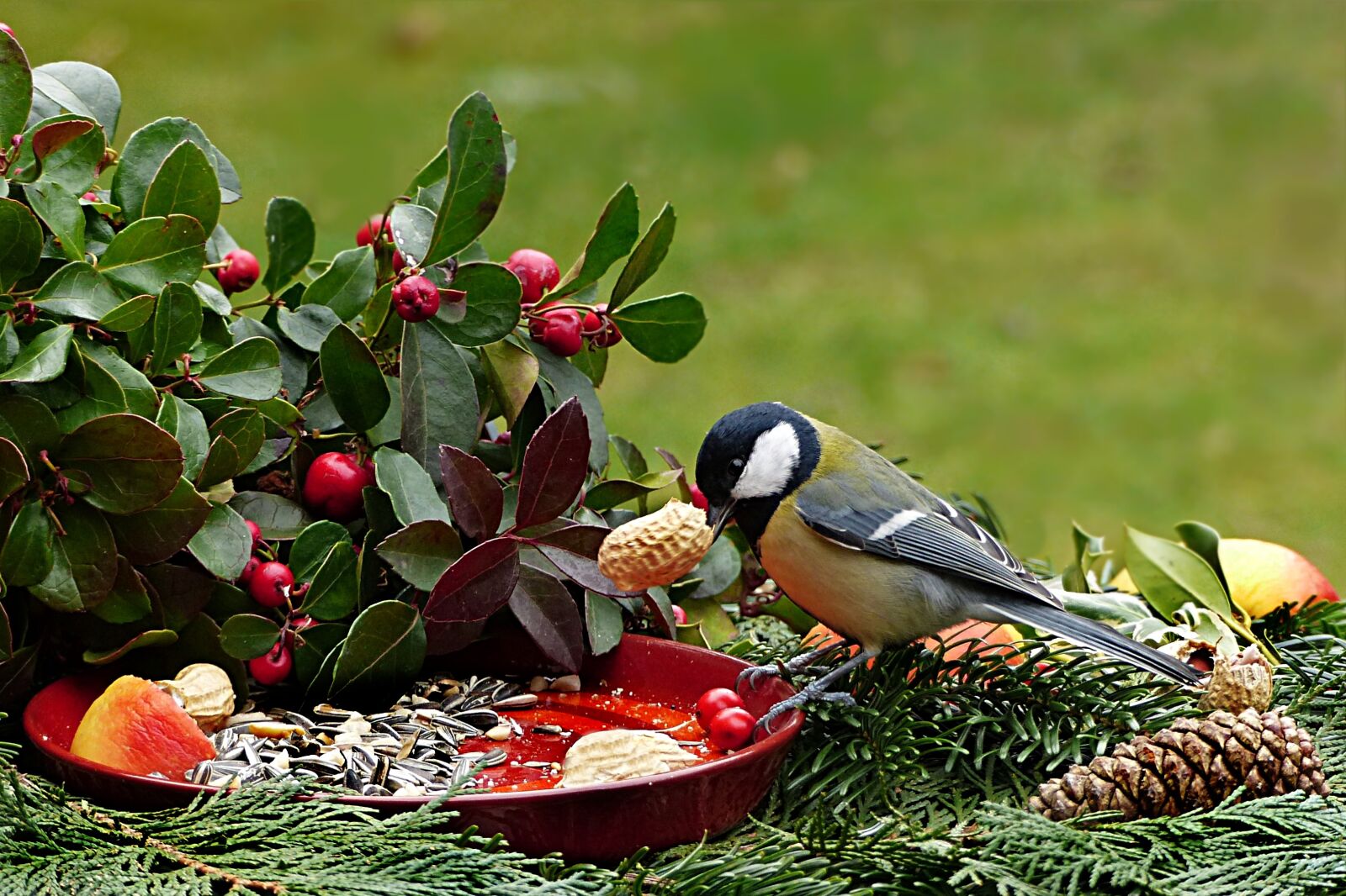 Panasonic Lumix DMC-FZ200 sample photo. Nature, bird, tit photography