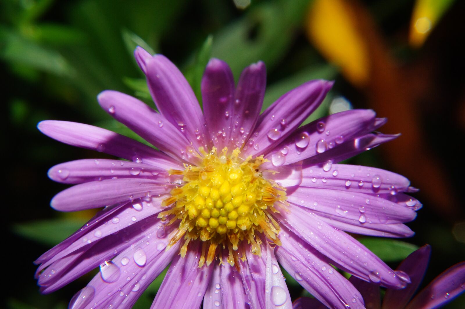 Sony SLT-A58 sample photo. Wild flower, blossom, bloom photography